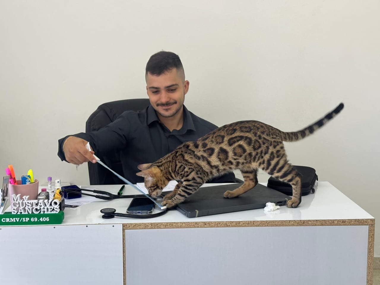 Gato bengal brincando sobre a mesa do consultório durante a consulta