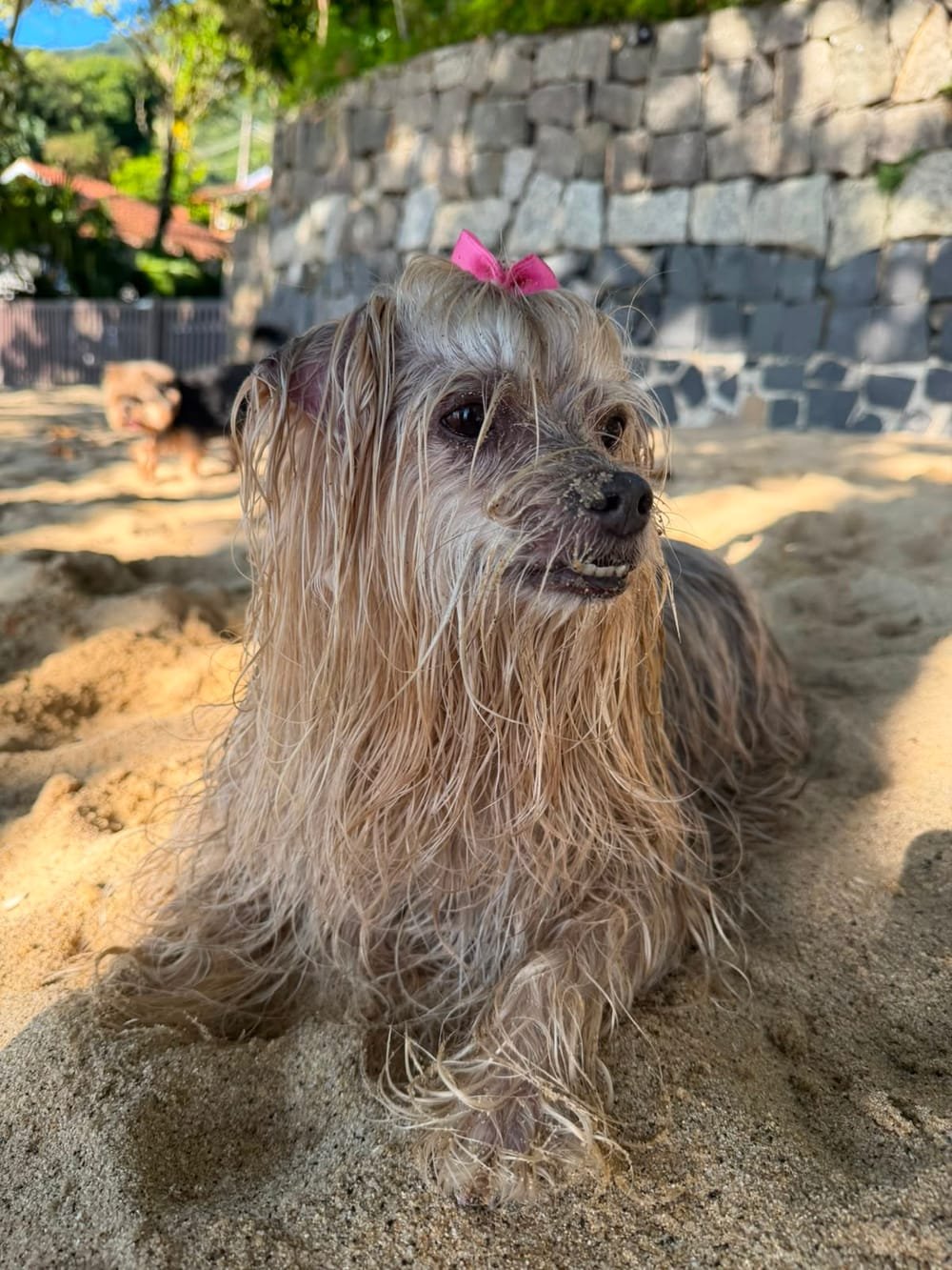 Cadela de pelos claros com lacinho rosa deitada na areia de uma praia de Ilhabela